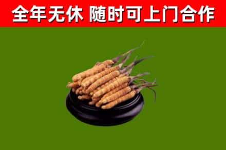 舞钢市回收散虫草