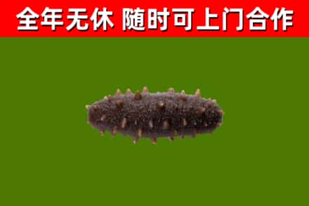舞钢市回收海参干